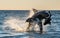 Breaching Great White Shark.  Shark attacks the bait. Scientific name: Carcharodon carcharias. South Africa