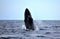 Breaching Humpback Whale Black and Beautiful