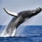 A breaching humpback whale by Generative AI