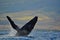 A Breaching Humpback Whale off the coast of Maui,