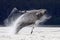 Breaching, Leaping Alaskan Humpback Whale