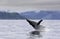 Breaching whale in the alaskan sea