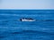 Breaching Whales, Humpback Whale Back and Tail on Blue Ocean