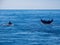 Breaching Whales, Humpback Whale Back and Tail on Blue Ocean