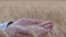 Bread agriculture, farmer opens palms and shows golden wheat grains in matured bread wheat spikes in autumn rich harvest