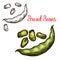 Bread beans vector sketch fruit