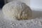 Bread Dough on Board with Flour