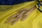 Bread ear on the background   festive  agricultural  independence  of the flag of Ukraine