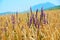 Bread field, sky, mountains