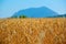 Bread field, sky, mountains