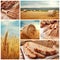 Bread and harvesting wheat