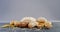 Bread loaves with wheat grains