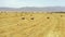 Bread production concept. Flying above golden field of bales of mowed hay. Piles of hay are getting collected by