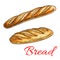 Bread sketch with french baguette and long loaf