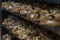 bread used in offerings,Pan de Muerto Mexico, Mexican sweet Bread during Day of the Dead festivities