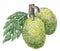 Breadfruit