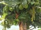 Breadfruit