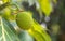 Breadfruit Artocarpus altilis green fruit is growing on the trees in the garden.