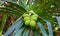 Breadfruit Artocarpus altilis tree with fruits