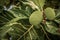 Breadfruit Artocarpus altilis tree with fruits
