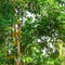 Breadfruit Artocarpus altilis tree with ripe fruits
