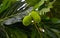 Breadfruit Artocarpus altilis on the trees
