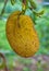 Breadfruit on branch and green background