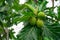 Breadfruit on breadfruit tree with green leaves in the garden. Tropical tree with thick leaves are deeply cut. Flowering tree.