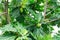 Breadfruit on breadfruit tree with green leaves in the garden. Tropical tree with thick leaves are deeply cut. Flowering tree.