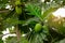 Breadfruit on breadfruit tree with green leaves in the garden. Tropical tree with thick leaves are deeply cut. Flowering tree.