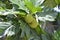 Breadfruit in a forest