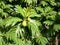 Breadfruit fruit in garden in Guadeloupe