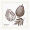 Breadfruit hand drawn illustration. Engraved botanical sketch. Vintage jackfruit design. Tropical plant drawing.