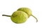 Breadfruit isolate on white background