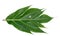 Breadfruit leaf