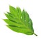 Breadfruit leaf