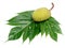 Breadfruit leaf isolated