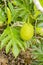 Breadfruit, Leaves, and Blossom