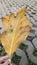 breadfruit leaves dry