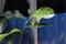 breadfruit leaves next to the house