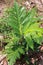 Breadfruit plant