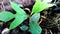 Breadfruit plant, dark green leaves with pointy fingers