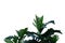 Breadfruit plant with leaves branches on white isolated background for green foliage backdrop