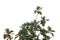 Breadfruit plant leaves with branches on white isolated background for green foliage backdrop