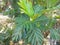 Breadfruit plant leaves grow thickly in the yard