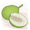 Breadfruit smooth-skinned variety whole and half sliced