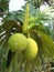 Breadfruit tree 2