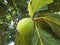 Breadfruit tree 3