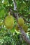 Breadfruit tree