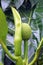 Breadfruit Tree, Caribbean